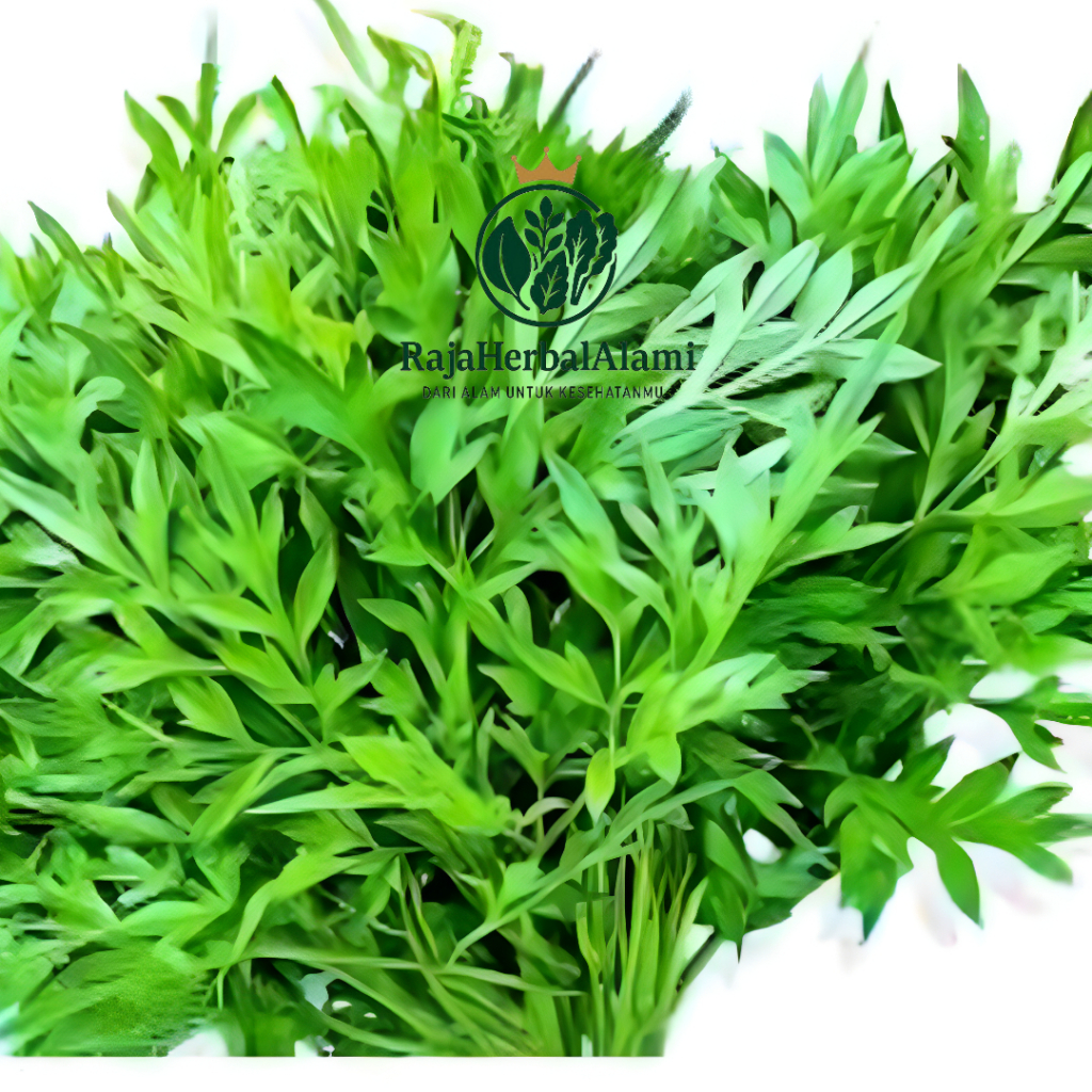 Daun Kenikir / Suring Segar Per Ikat Murah Terlaris