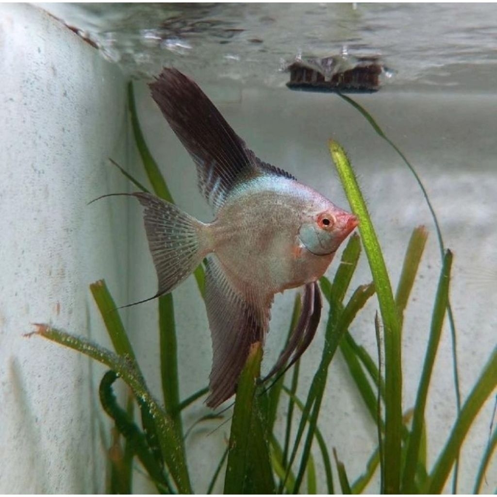 Manfish BSP (Bulgarian Seal Point) Size 5 - 6cm