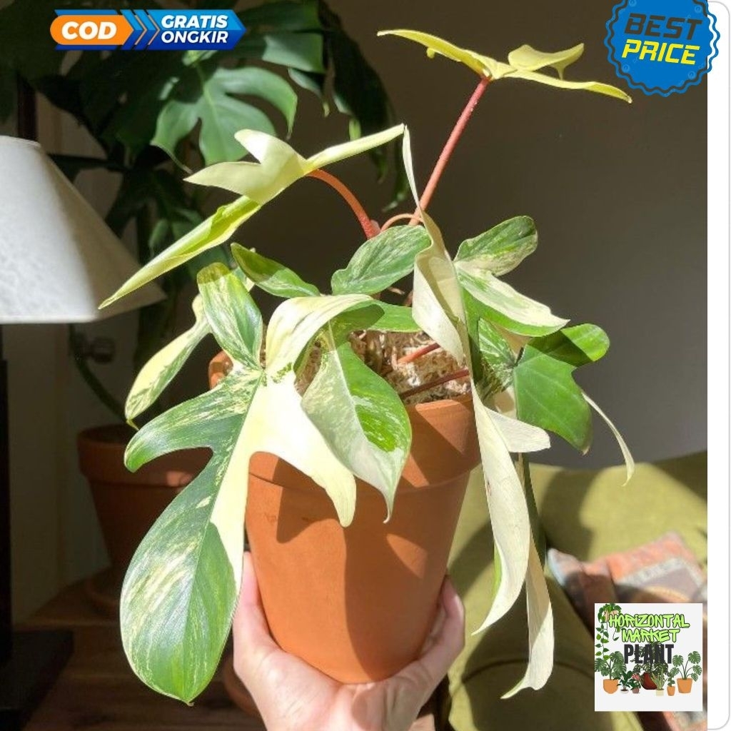 Philodendron florida beuty varigata - tanaman Philodendron varigata