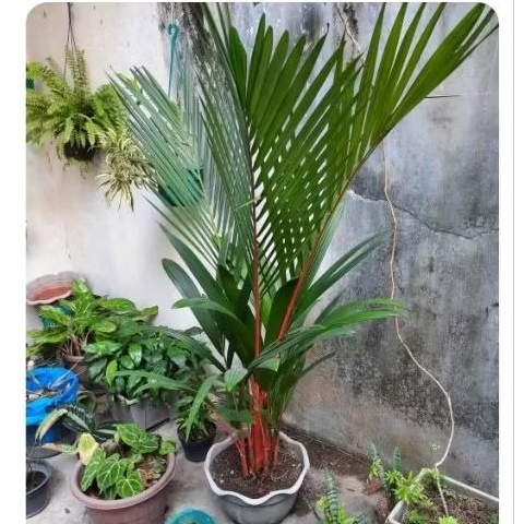 Tanaman pohon palem merah besar sudah jadi 1,8 cm