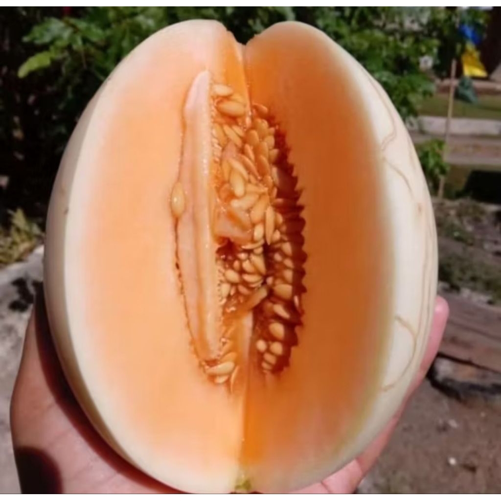 Melon sweet net 1 pcs