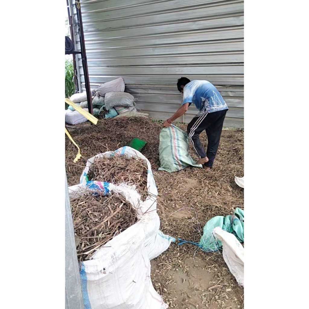 10Kg Daun Nilam Kering Sudah Dirajang