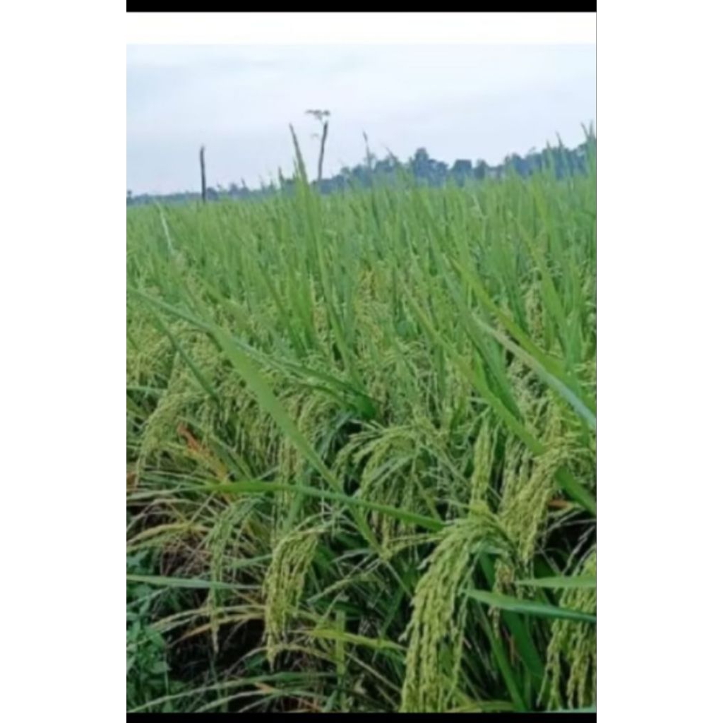 BENIH PADI CIBATU 06