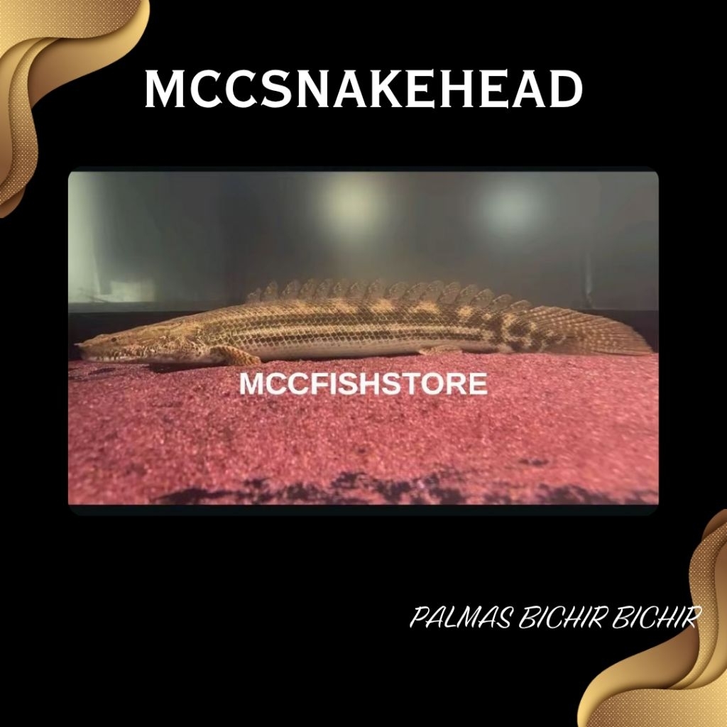 [PBB] PALMAS BICHIR BICHIR] | Koleksi Polypterus Bichir Bichir - Berkualitas Bergaransi (COD) Hiasan