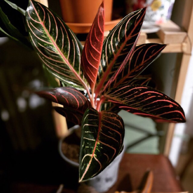 Tanaman Hias Aglonema Red Sumatra Murah Bunga Hias Aglonema Red Sumatra Murah Dan Berkualitas