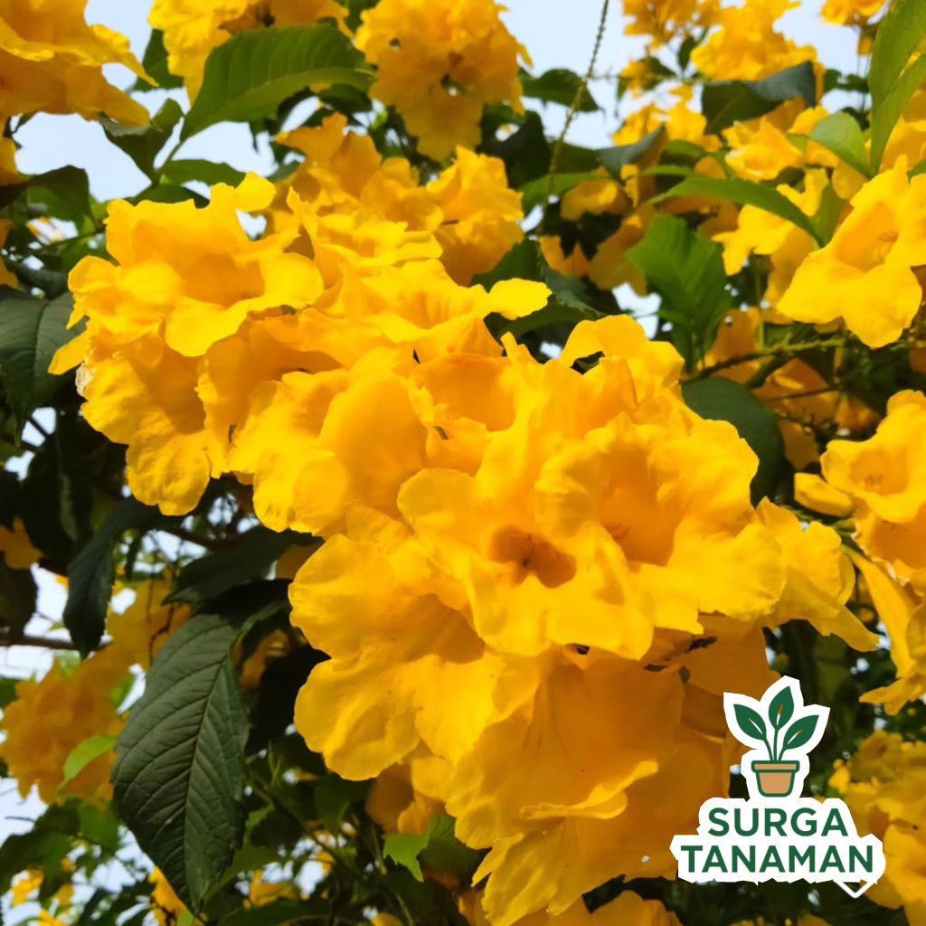 Tanaman bunga tecoma stans - tanaman bunga tekomaria - tecomaria bunga kuning