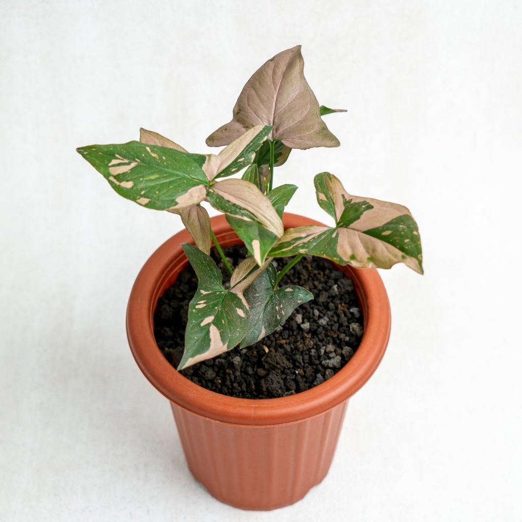 Syngonium Pink Splash - Syngonium