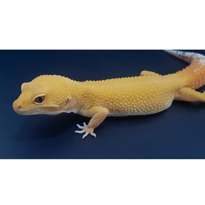 MAINAN SUNGLOW GECKO  LEOPARD TREMPER