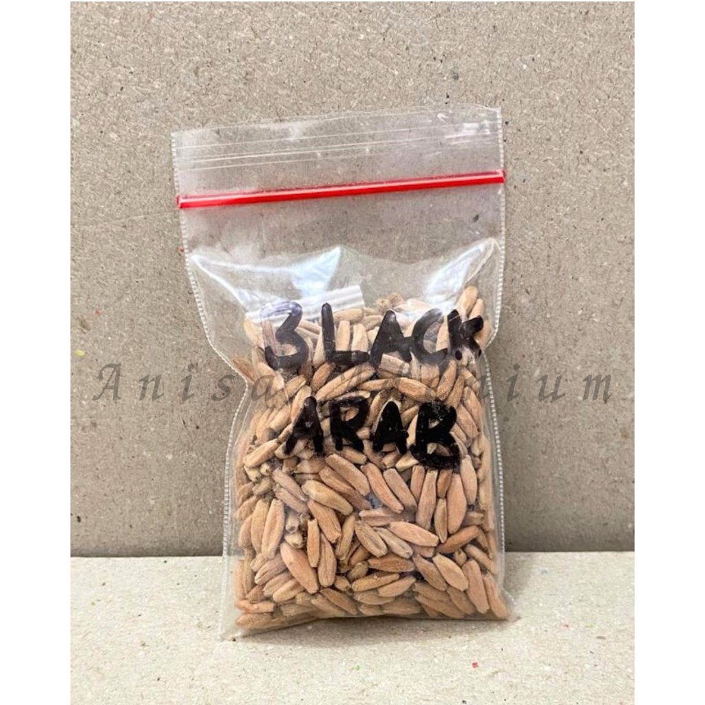 Seeds/Biji/Benih Tanaman Hias Adenium Arabicum Black Giant