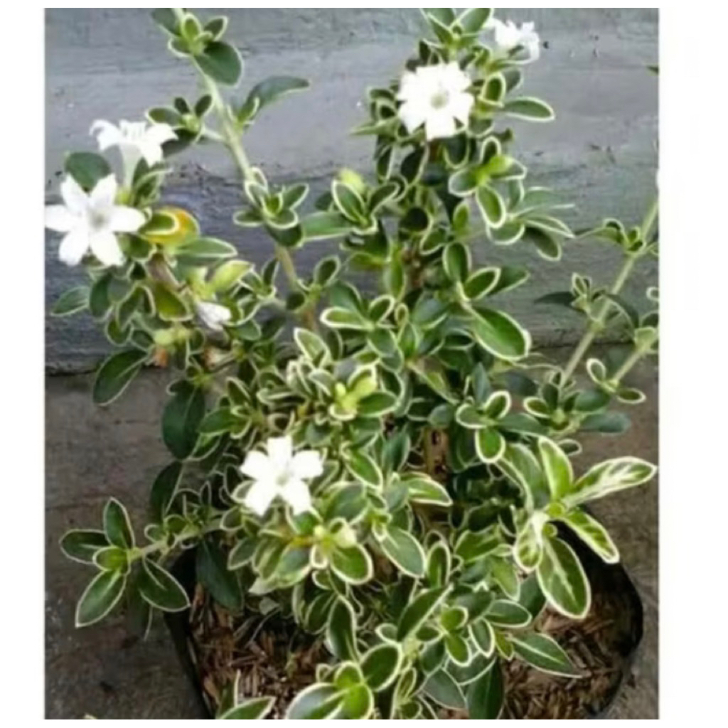 PROMO Tanaman Hias Bibit Bonsai Mirten Variegata Bunga Putih-Bibit Bonsai Mirten Variegata