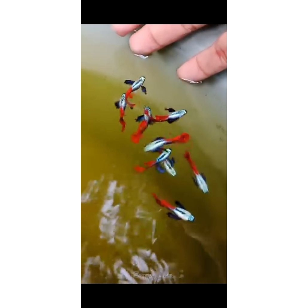 guppy PRTDE 2 psang, jantan 2 & betina 2