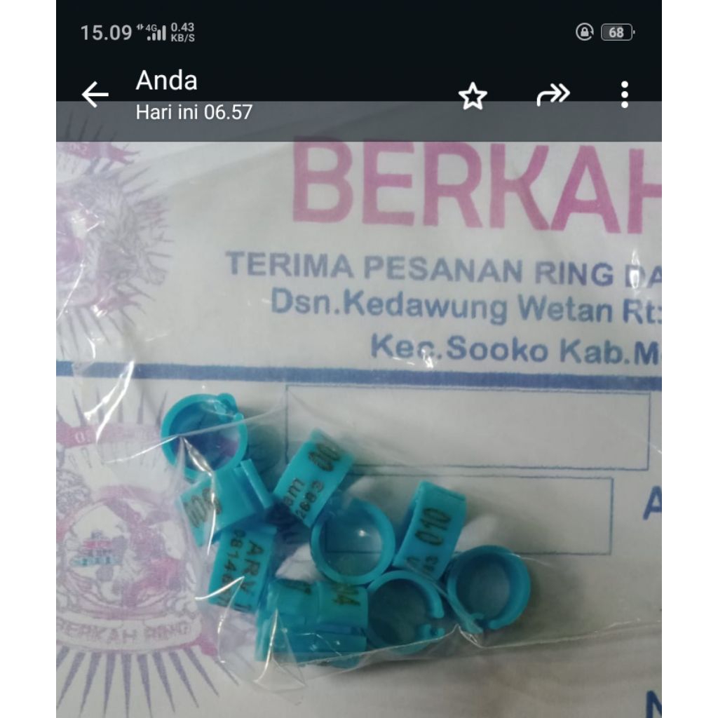 ring burung merpati dewasa