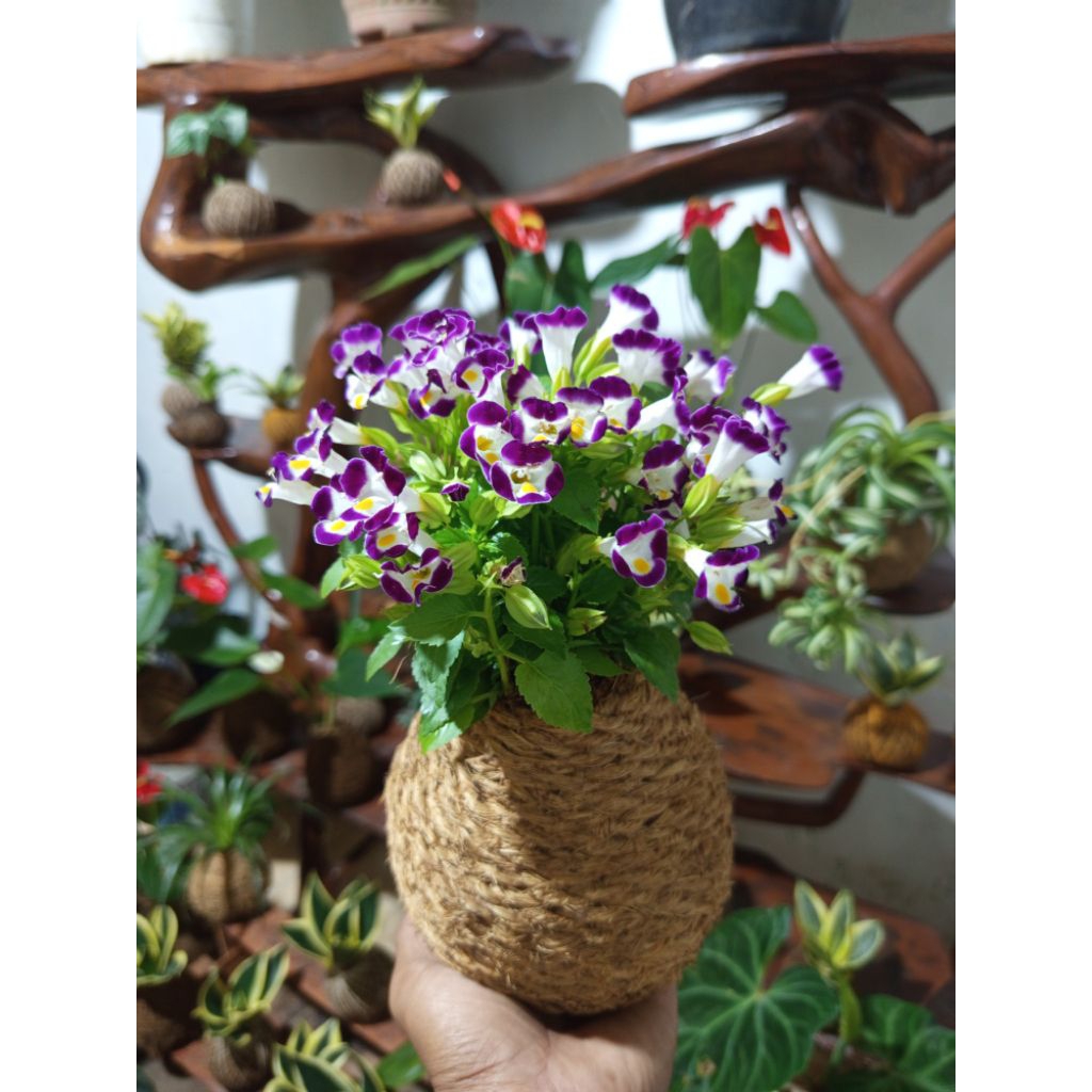 kokedama bunga teronia