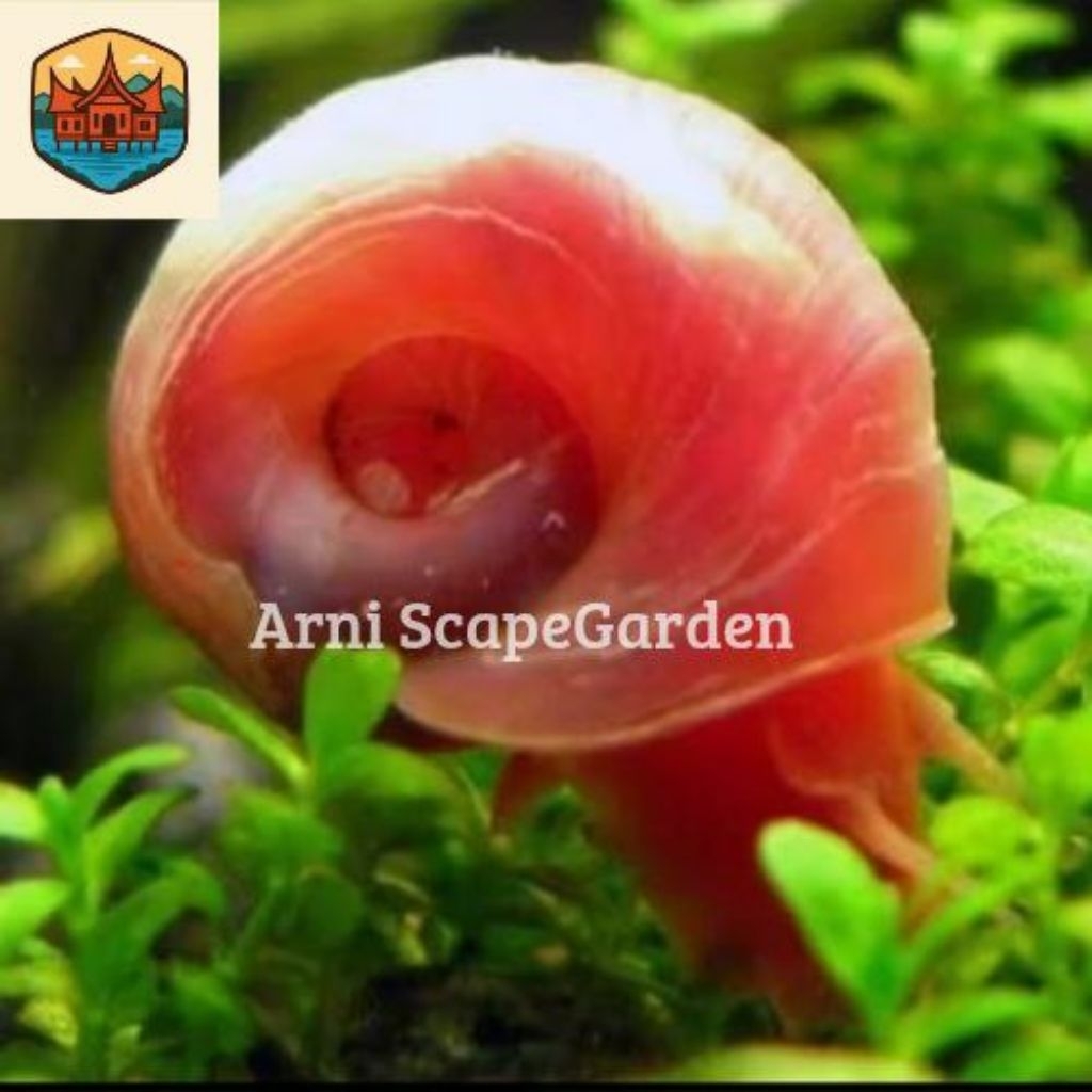 Keong Ramshorn Merah Tanaman Aquascape indah di Aquarium