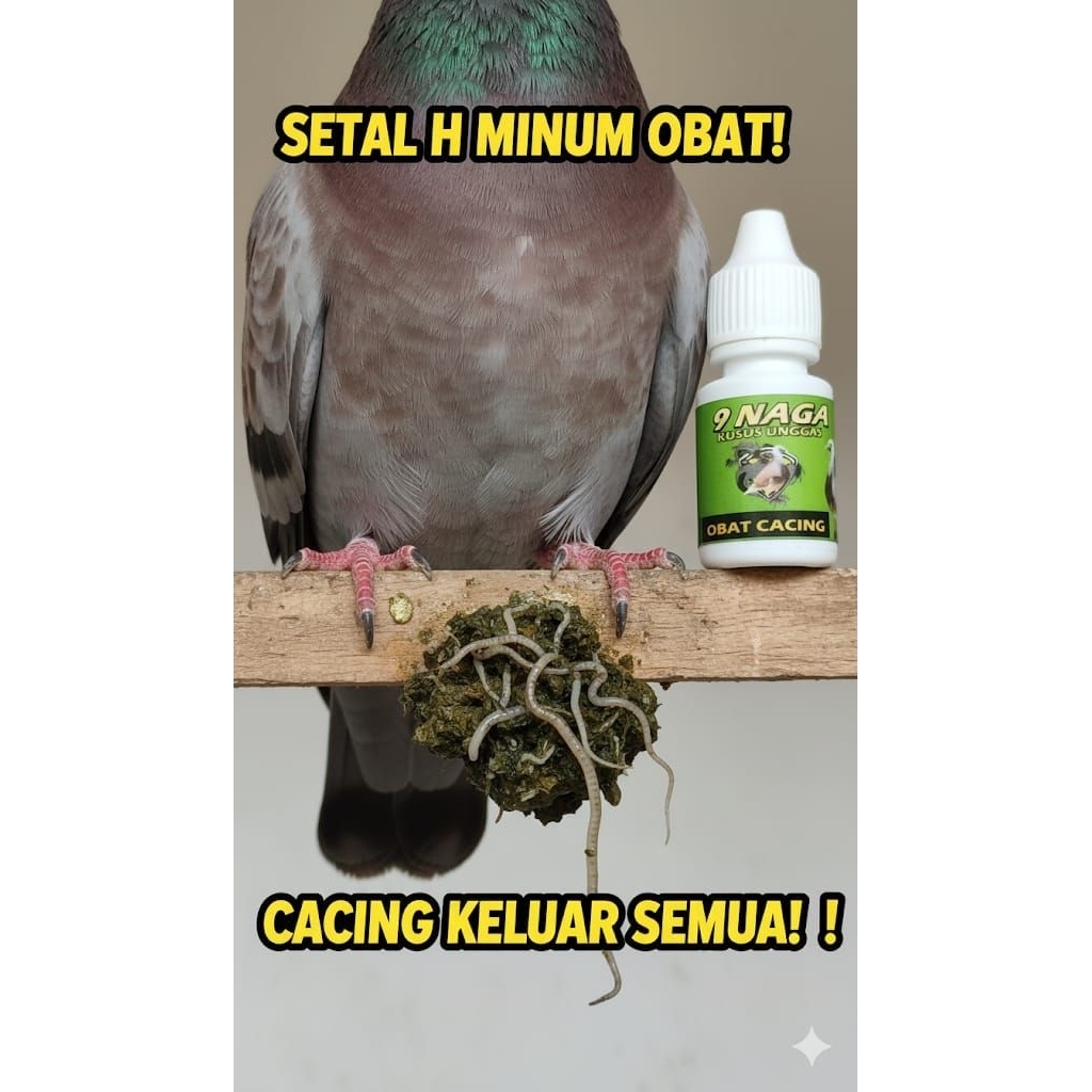 Obat Cacing Merpati