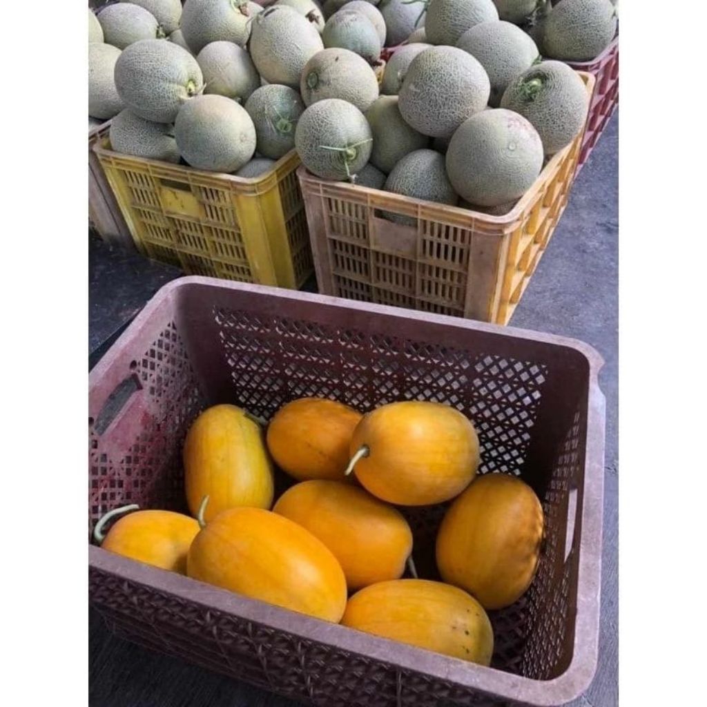 semangka indem F1 semangka madu