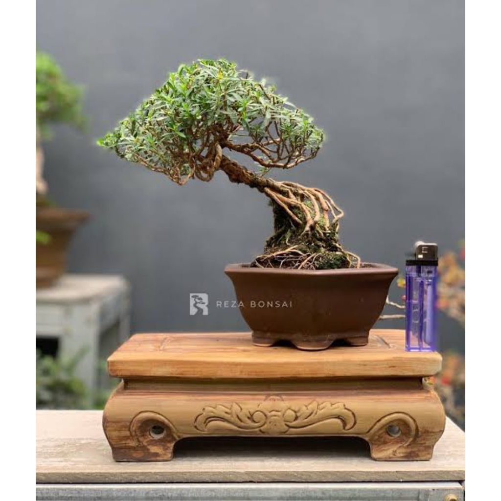 Bibit seuweng-seribu bintang bunga kuning bahan bonsai