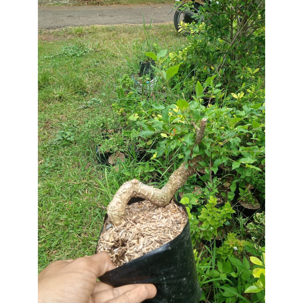 Bonsai unik meliuk Sakura Mikro jepang