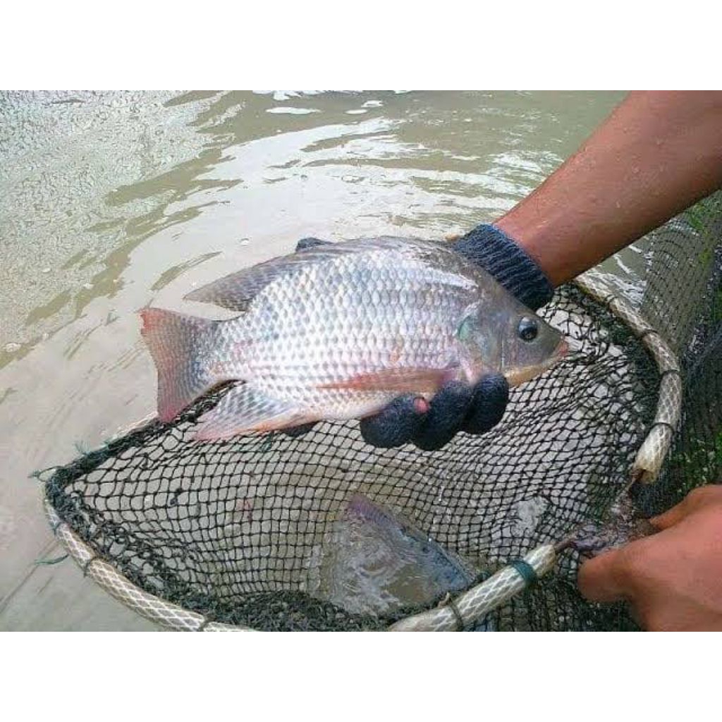 ikan nila 1kg hidup