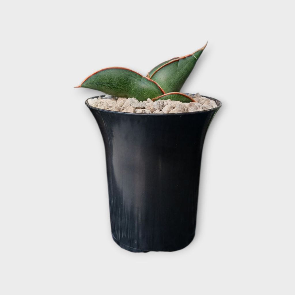 SANSEVIERIA BANANA SHORT GREEN.