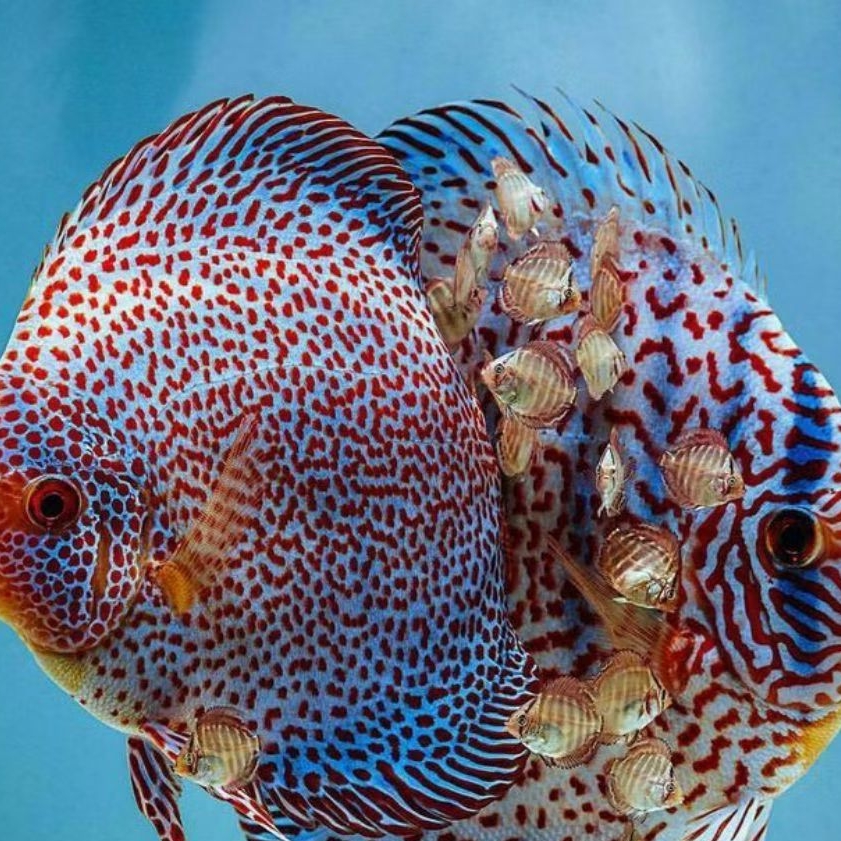 Discus Burayak jenis random ukuran 2cm//ikan hias aquarium aquascape