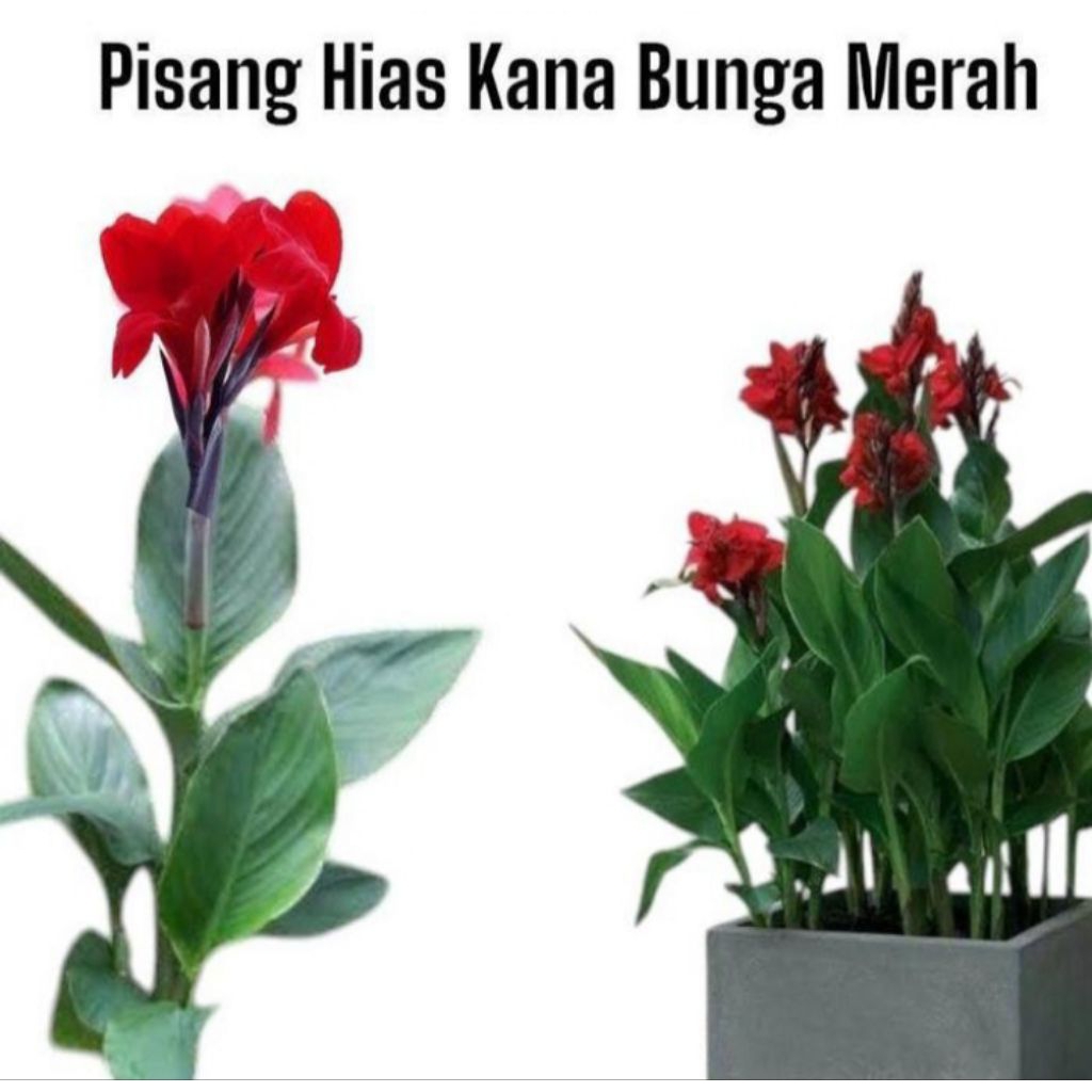 tanaman hias pusang kana / pohon pisangan kana