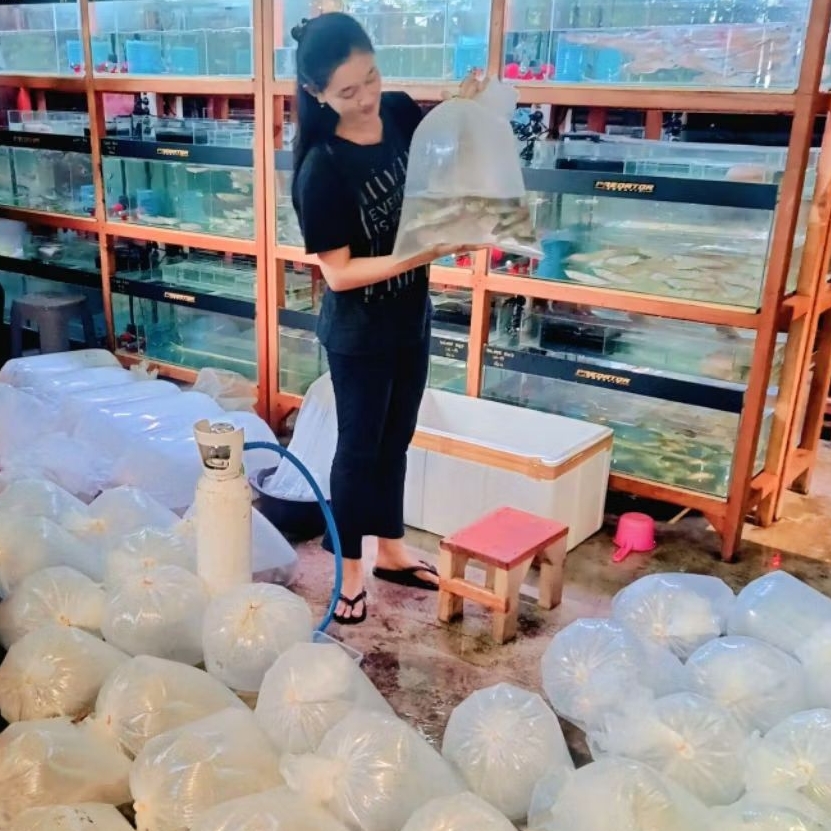 SILVER BRAZIL RED (SILVER RED AROWANA)