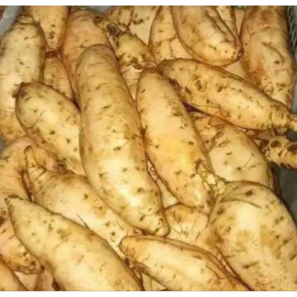 Ubi madu Cilembu Mentah / ubi cilembu / ubi madu 1kg