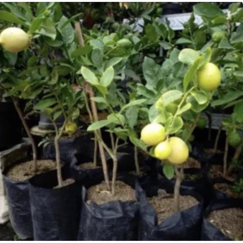 TANEMAN POHON BUAH JERUK LEMON/JERUK CITRUS LIMON UKURAN BESAR DI JAMIN SUDAH BERBUAH DAN RIMBUN SEP