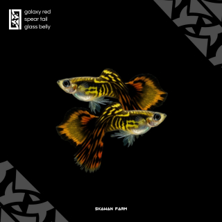 Guppy Galaxy Red Spear Tail Glass Belly | Aksesoris Aquarium