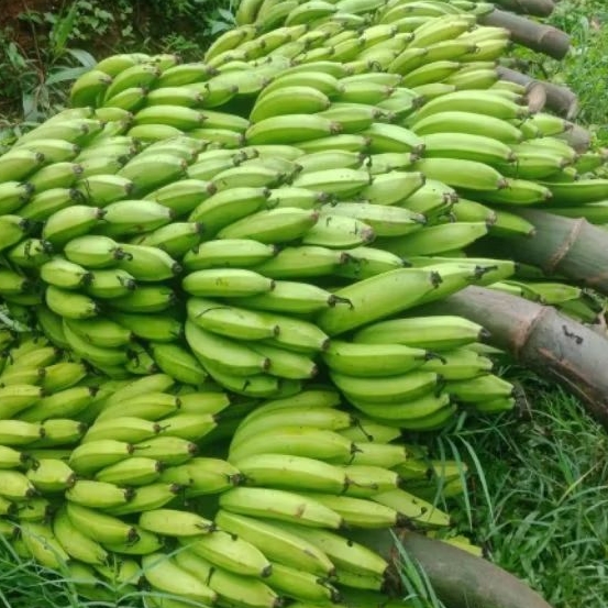 PISANG RAJA NANGKA 5kg (di kirim mentah)