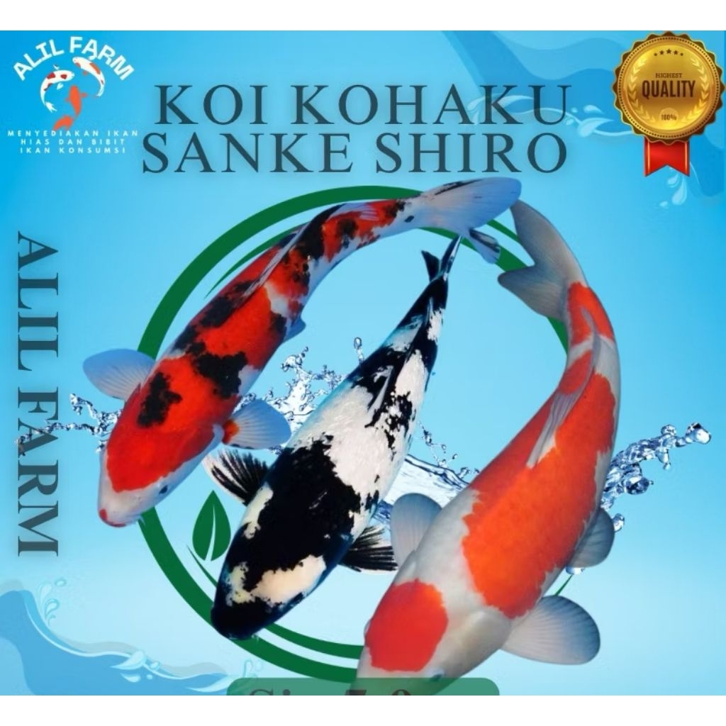 Ikan Koi Kohaku Sanke Shiro Showa Grade A Size 5-7 Cm / Koi Murah Berkualitas Warna Cantik