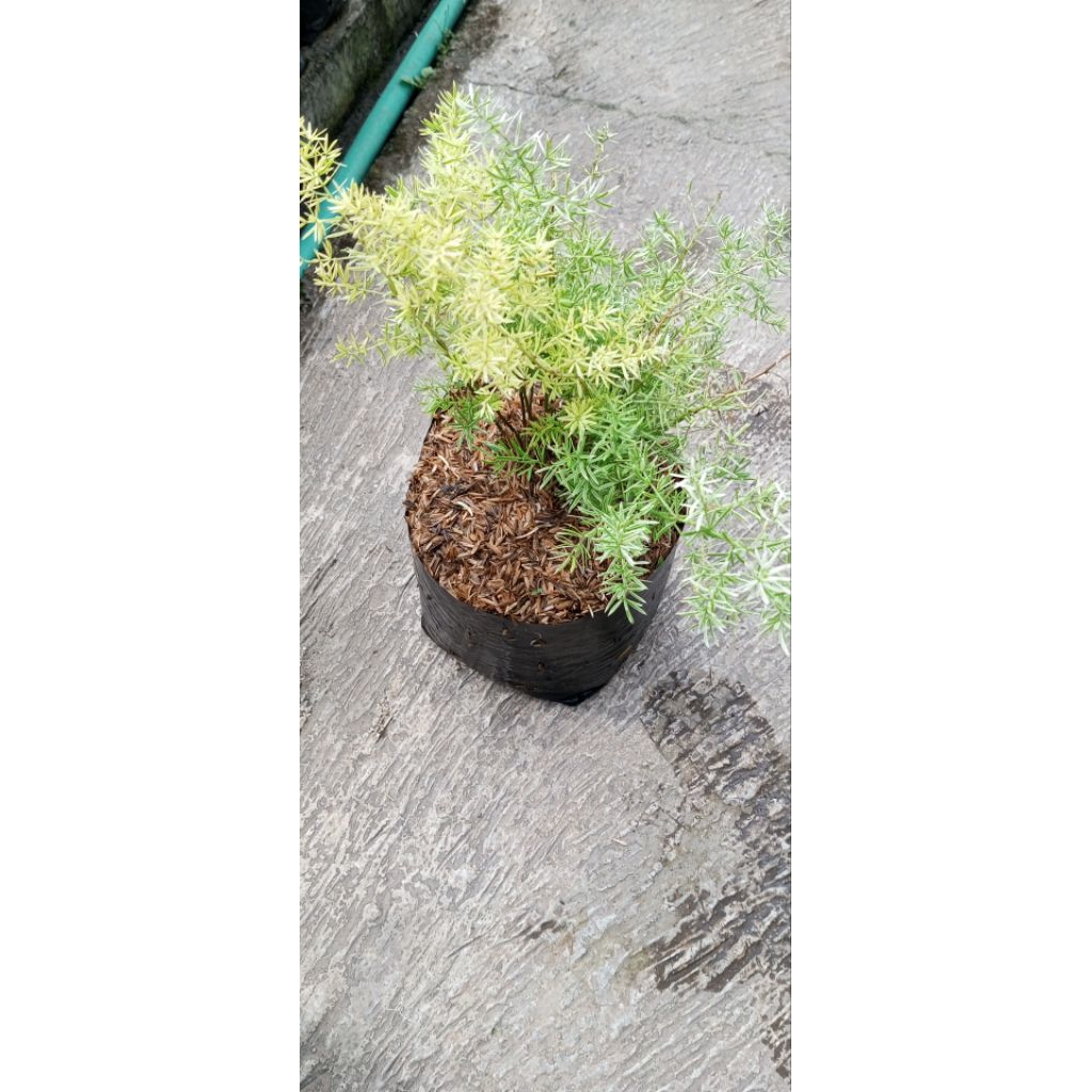 Tanaman Krisdoren Varigata atau Cemara Jarum Asparagus.