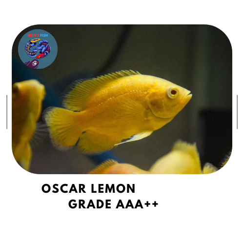 OSCAR LEMON - SUPER YELLOW Grade AAA++ SUPER YELLOW