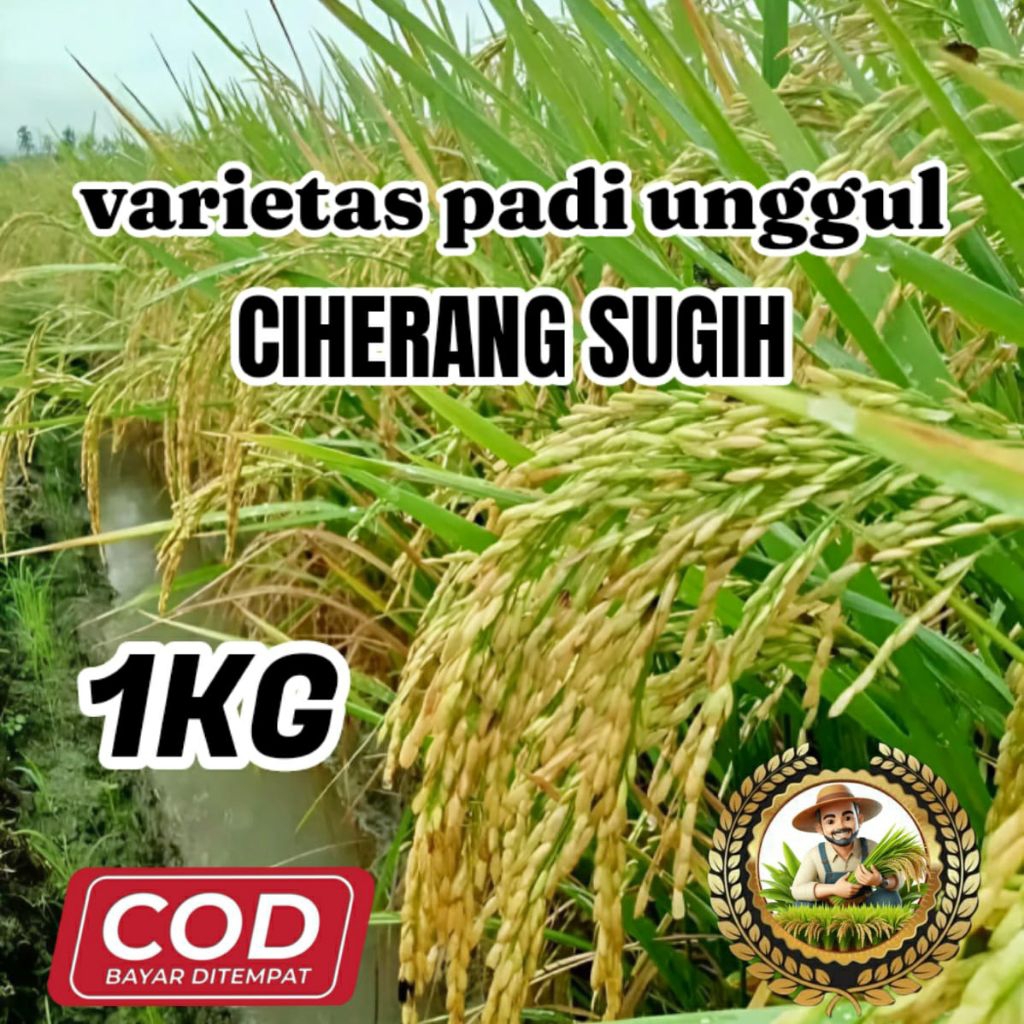 BENIH PADI (CIHERANG SUGIH) KEMASAN 1KG ORIGINAL