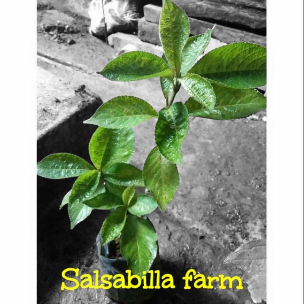 Tanaman Herbal Keji Beling - Pecah Beling Obat Alami Batu Ginjal