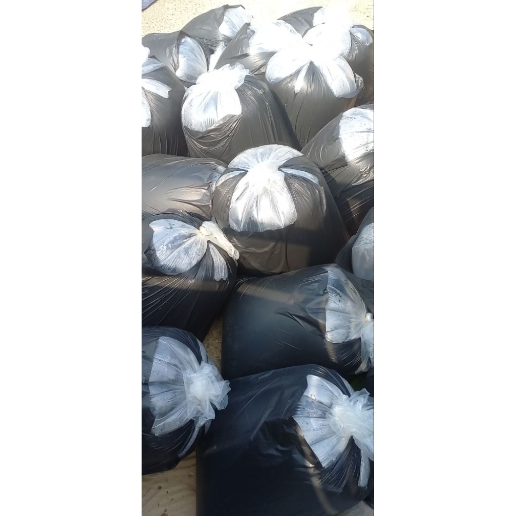 Bibit Gurame Soang 4/5 Jari