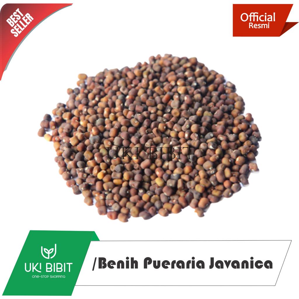 ( 10 Gram ) Benih Biji Kacangan PJ Pueraria | Legum Cover Crop | Pueraria Javanica