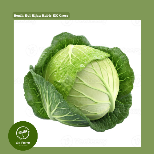 (10 Biji ) Benih Bibit Biji Kol Hijau Kubis KK Cross – Benih Hibrida Genjah (Cepat Panen) , Siap Pan