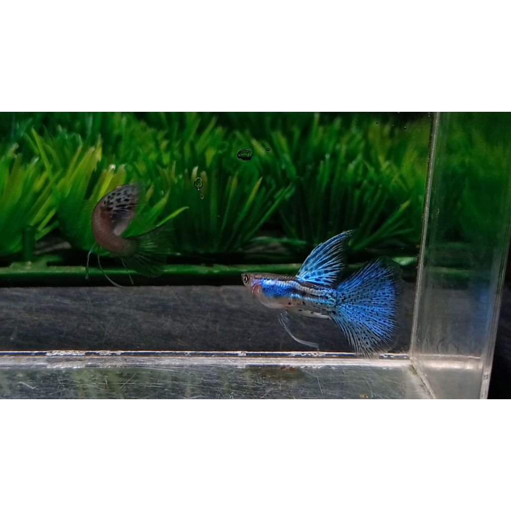 hiasan aquarium ikan Guppy blue grass ribbon big dorsal