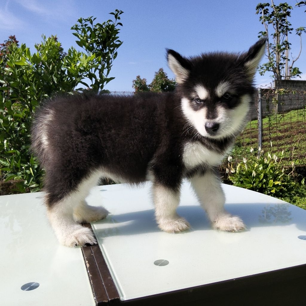 alaskan malamute puppy