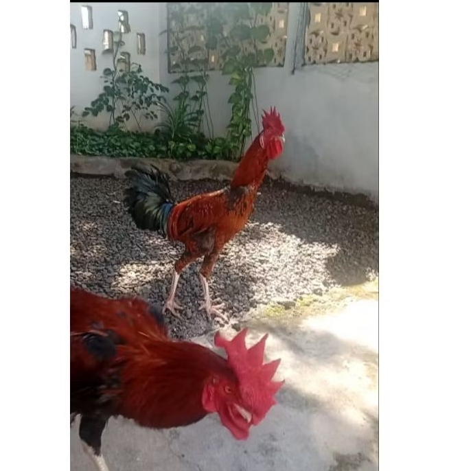 Ayam Pelung Jumbo