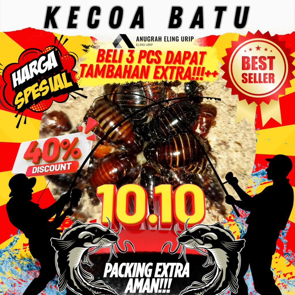 Kecoa batu/keterlak/ceremende umpan lele gacor kualitas babon2
