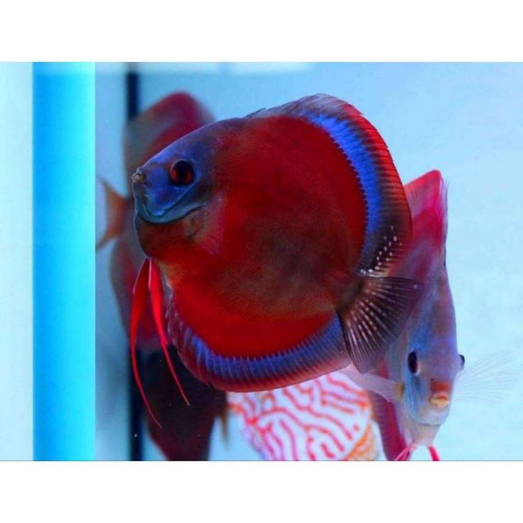 Discus Sun Red //ikan hias aquarium aquascape