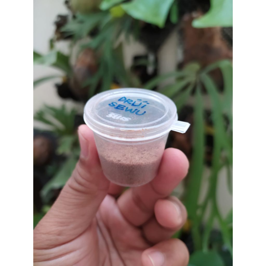 Spora Platycerium Willinckii Driji Sewu