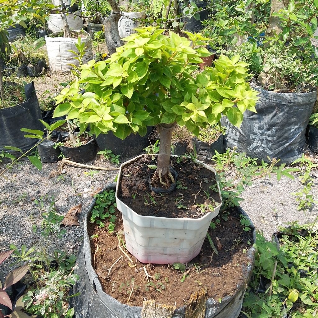 Tanaman hias bunga bougenville singapur kuning