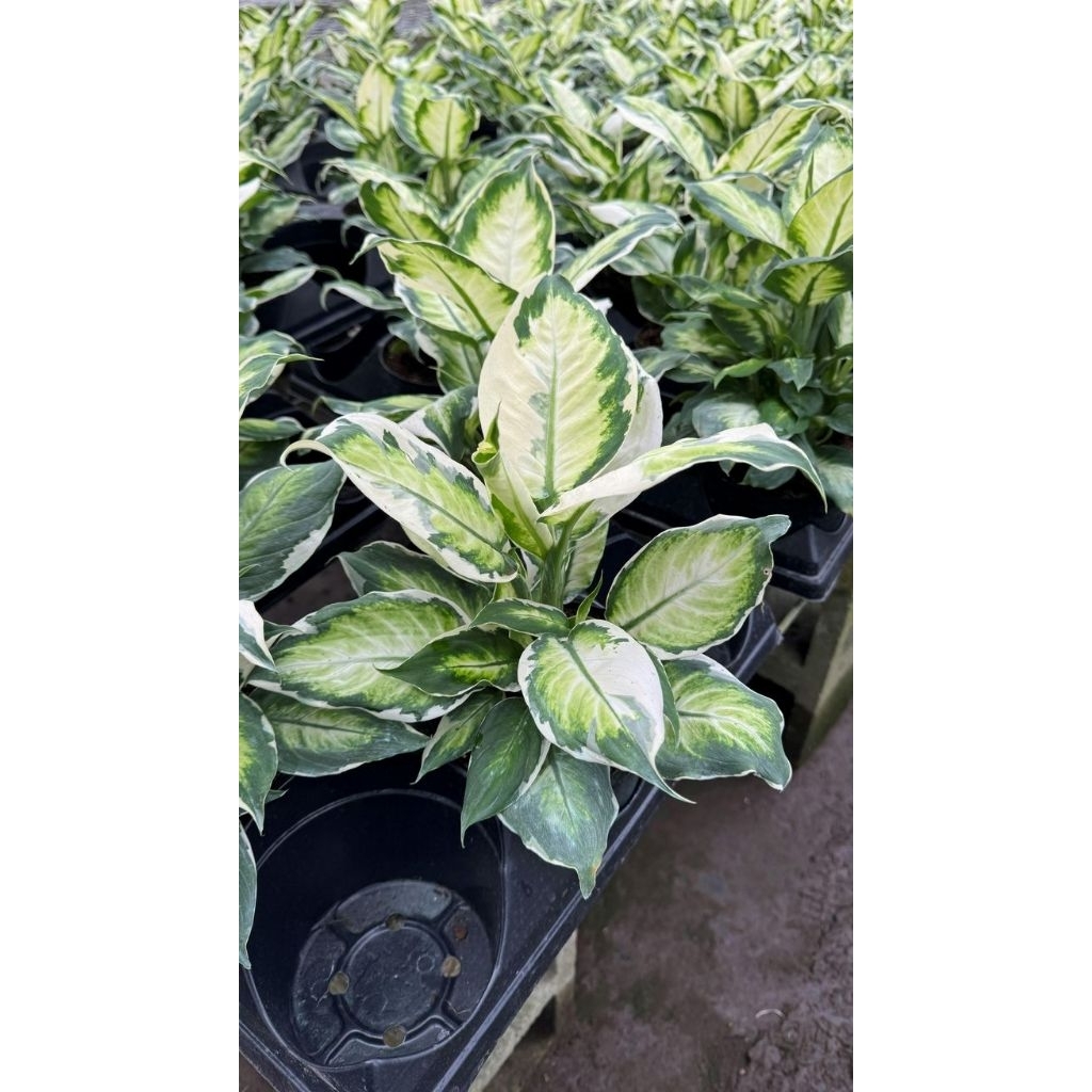 Tanaman Hias Murah Diven Lukisan Cinta  Tanaman Hias Diven Varigata Murah Rimbun