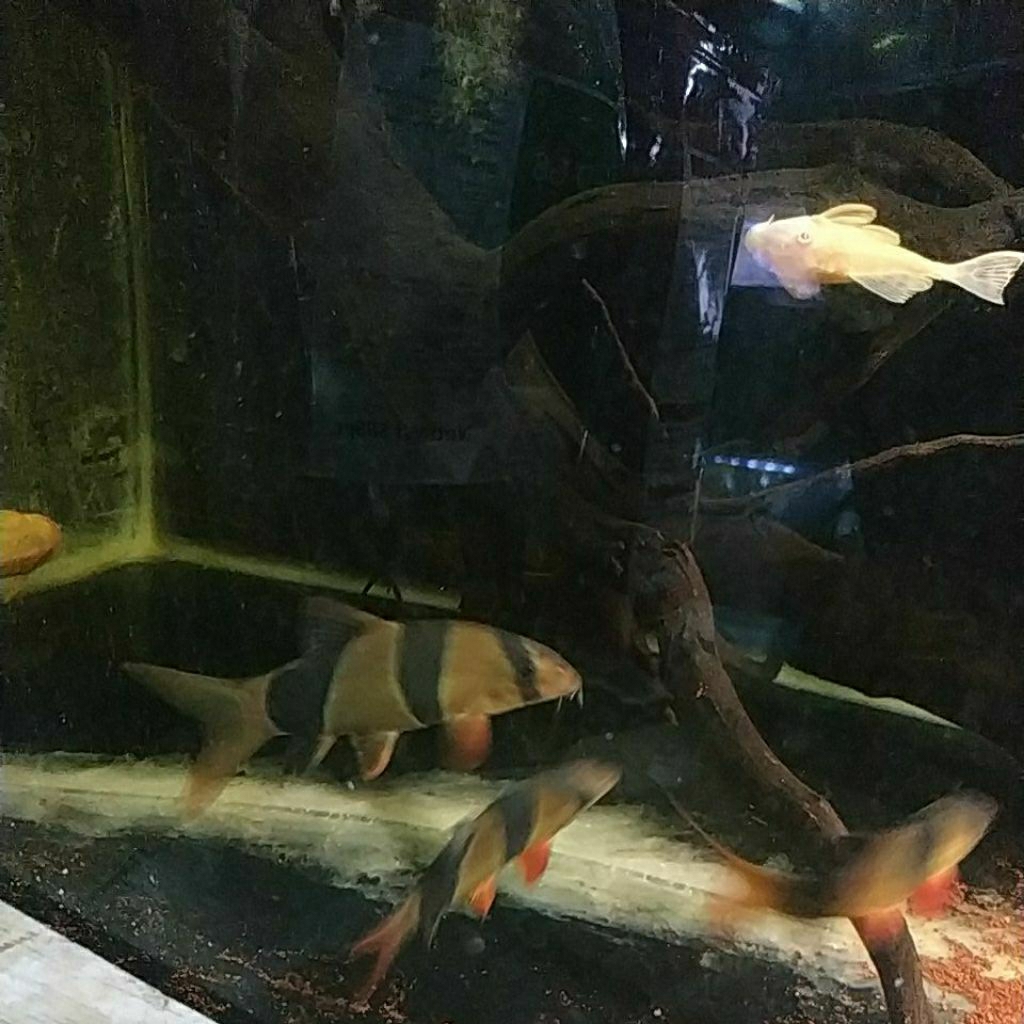 botia badut/botia kalimantan