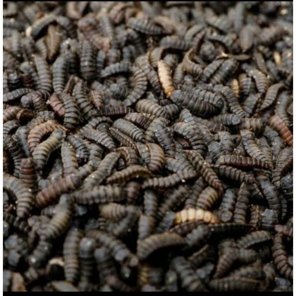 Pupa Maggot BSF