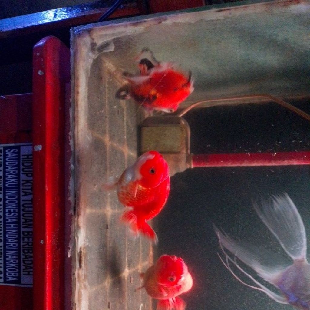 5 ikan koki indukan terbaik exspor